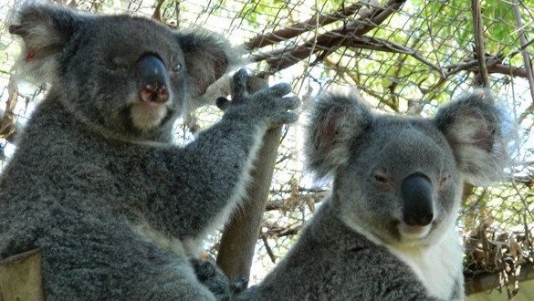 Friends of the Koala Hospital